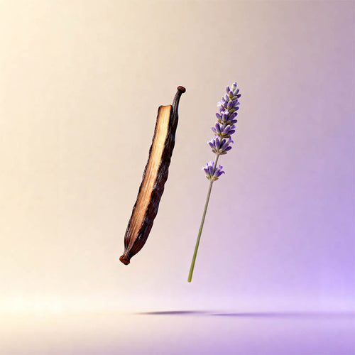 A dried brown seed pod and a single purple lavender flower stem floating against a soft beige-to-lavender gradient background.